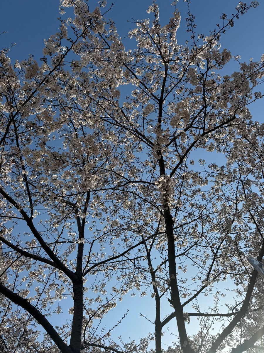 天気のイイ日は少し🤏早起きして、家の近所の🌸桜並木で1人お花見しながら出勤!!
6～7分咲ですが綺麗です。
#キューブシステム ​#企業公式つぶやき部 ​#企業公式相互フォロー ​#お花見 #桜 #春爛漫