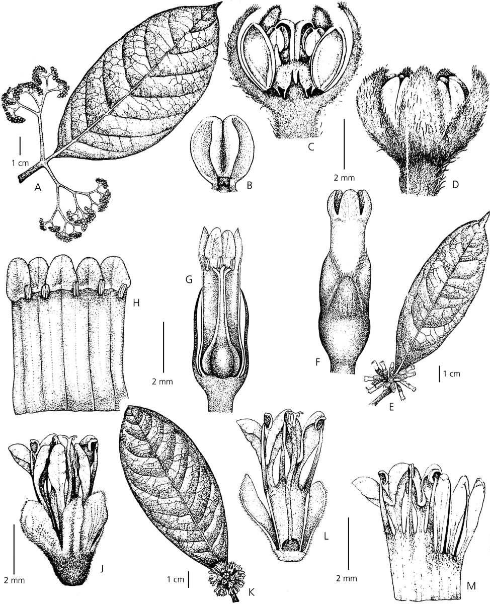 Taxonomic studies need to be updated as new species are described. G.T. Prance studied Dichapetalaceae, a family of #Neotropical #trees in 1972, 50 years later he published a revised version adding the 29 species described over that period @KewBulletin doi.org/10.1007/s12225…