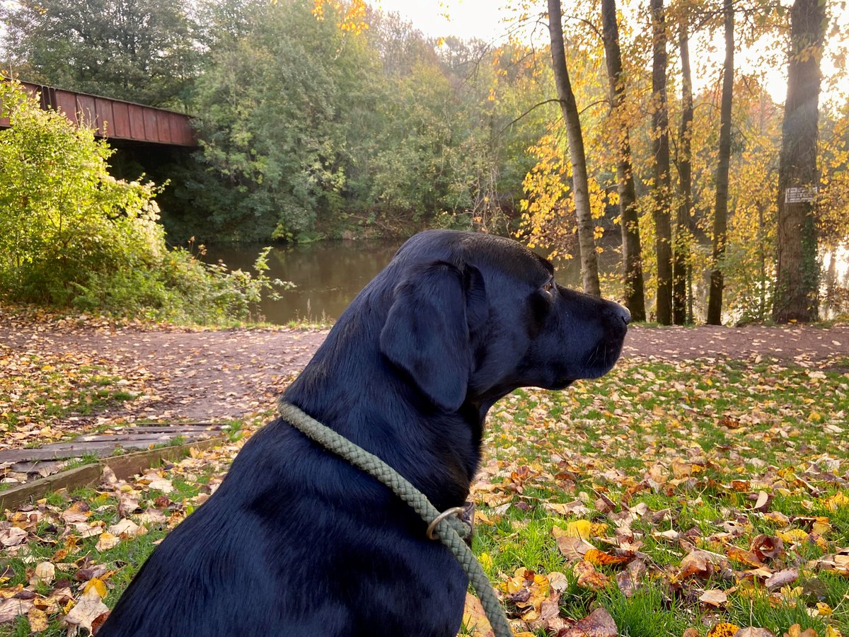 Today's #PetOfTheDay is Bo, a 4yr old Black Labrador. 😍 Born in Ceredigion, Bo’s favourite things are running on the beach with his bestie Percy, walks by the river with his friend Robyn, climbing the Skirrid, chasing a ball and cwtches on the sofa. 🐶 #NationalPetMonth