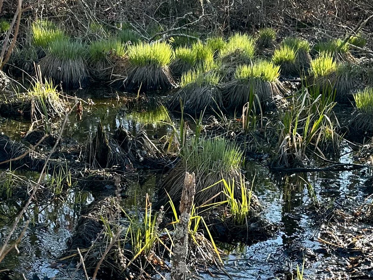 aperrincycling's tweet image. the first fragile 
strokes of spring

fan brushing a 
fling of new life

layering patches
of fine light

#vss365 #fling