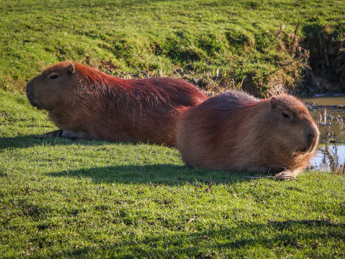 Today we are celebrating not one, not two, but three birthdays at #YorkshireWildlifePark! Jessie and Juno our cute Capybara’s are 9 today and Muchacho the Coppery Titi monkey’s is 15! 🎂🎉