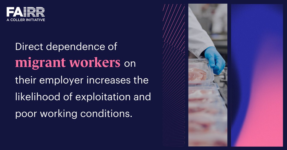 Reliance on vulnerable #migrant #labour increases operational and reputational #risks for #meatpackers. 👷 Greater recognition is needed from companies in their policies, disclosures and practices as to the importance of Worker Voice in identifying risk within operations.