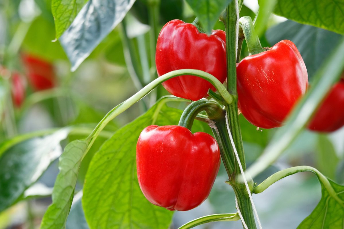 aepla_asoc's tweet image. La primavera es ideal para la siembra directa o en semillero de distintos #CultivosdeTemporada, como el #pimiento 🌶️

Cultivo:
🌡️ Temperaturas estables
🌱 Suelos drenados 
💧 Agua abundante

Protección:
🐛 Trips, Araña roja, Mosca blanca...
🥀 Oidiopsis, Podredumbre gris, Roña...