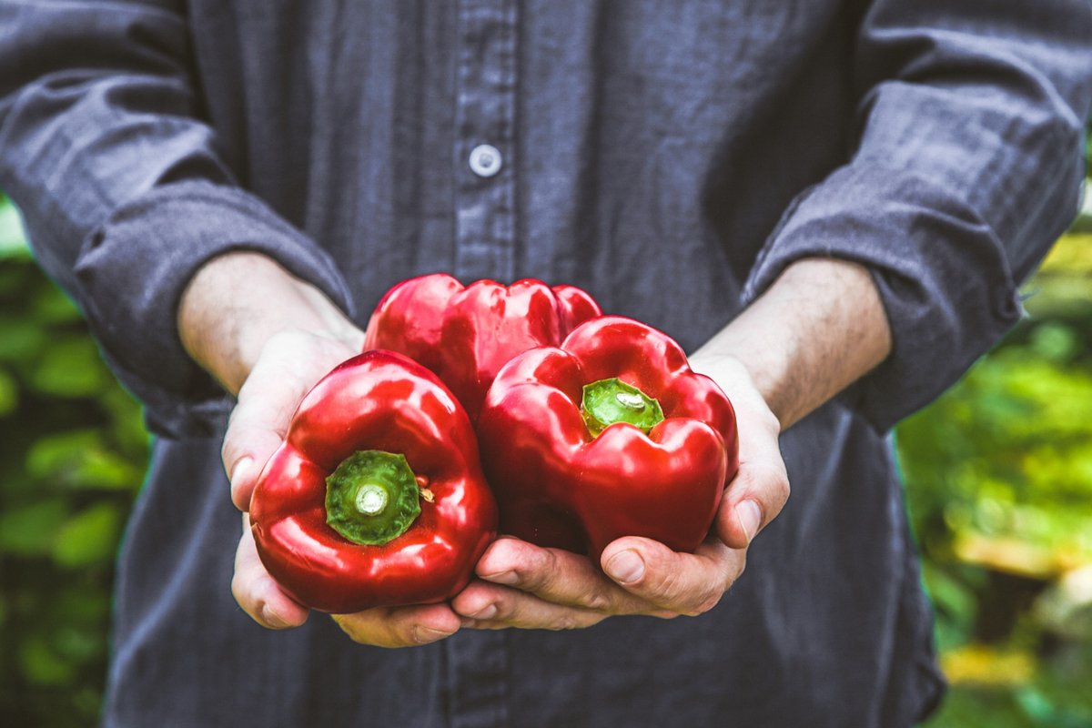 aepla_asoc's tweet image. La primavera es ideal para la siembra directa o en semillero de distintos #CultivosdeTemporada, como el #pimiento 🌶️

Cultivo:
🌡️ Temperaturas estables
🌱 Suelos drenados 
💧 Agua abundante

Protección:
🐛 Trips, Araña roja, Mosca blanca...
🥀 Oidiopsis, Podredumbre gris, Roña...