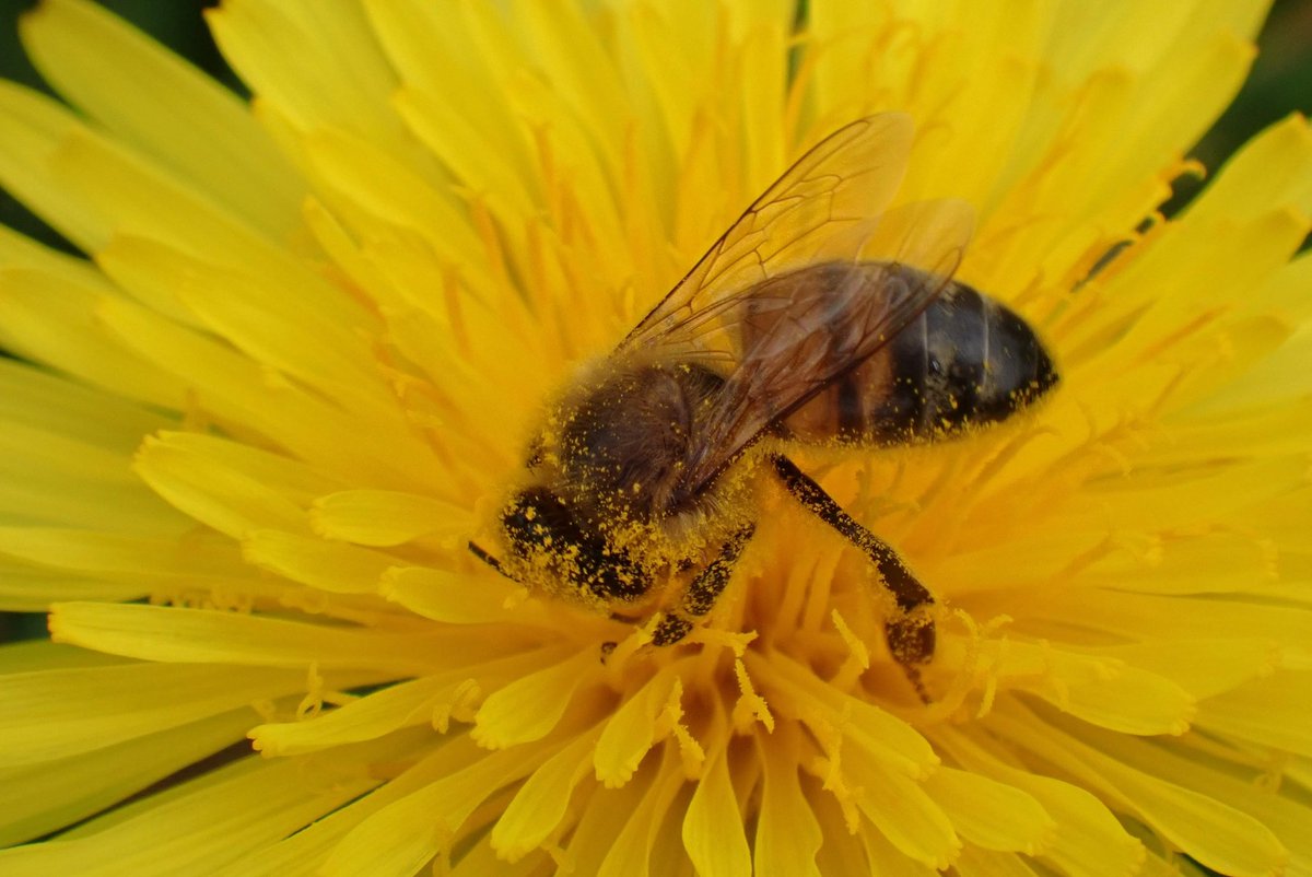 #WildWebsWednesday The paler worker form of Western Honey Bee, Apis mellifera foraging in Monmouth Cemetery on Dandelion. Thanks to people in FB group for confirming my ID.