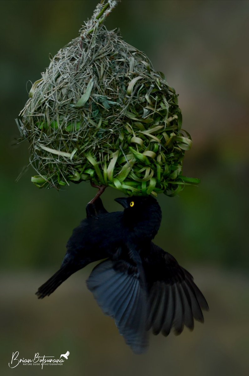 || ABILITY || 

One of the best natures architecture are the weaver birds. Only underrated by those that can’t imagine what it takes to build a nest like this ⬆️

Caught in action here is the male Vieillot’s Black Weaver
( Ploceus nigerrimus )

#birds #NatureGuide #IamFGASA