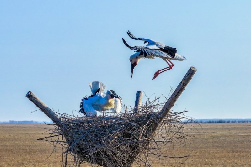 As the weather gets warmer, nearly 20 species of China's first and second class national protected birds have arrived at the Tumuji National Nature Reserve of Inner Mongolia's Hinggan League. Let's enjoy the spring picture of the 'birds paradise.'