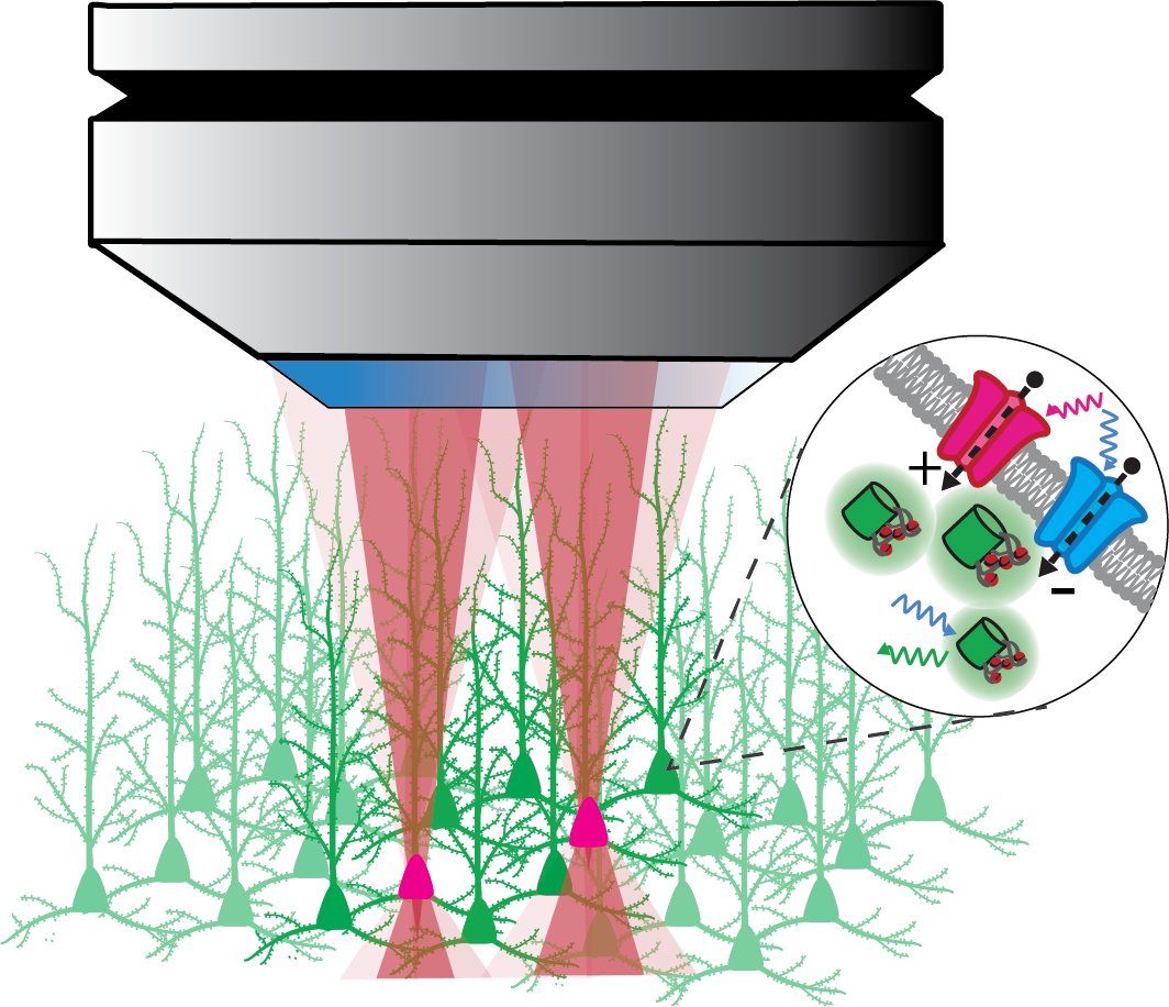 Combination of multiphoton microscopy and optogenetics - Under the leadership of @SimWieg, an application for an upright two-photon microscope for intravital fluorescence microscopy and photostimulation was approved by @dfg_public 👉lmy.de/nRaq