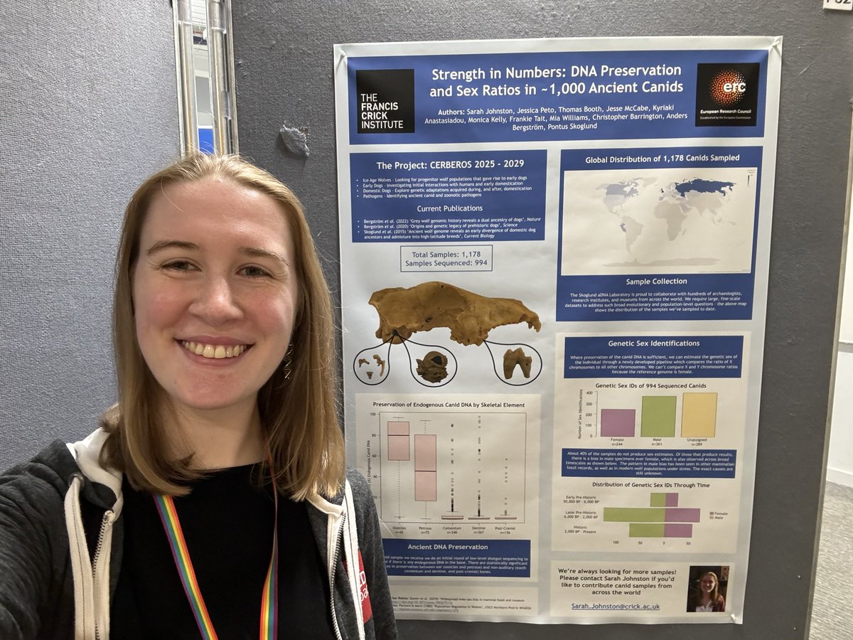 Stop by my @ukas2024 poster if you’d like to learn about ancient canids! 🐺🧬