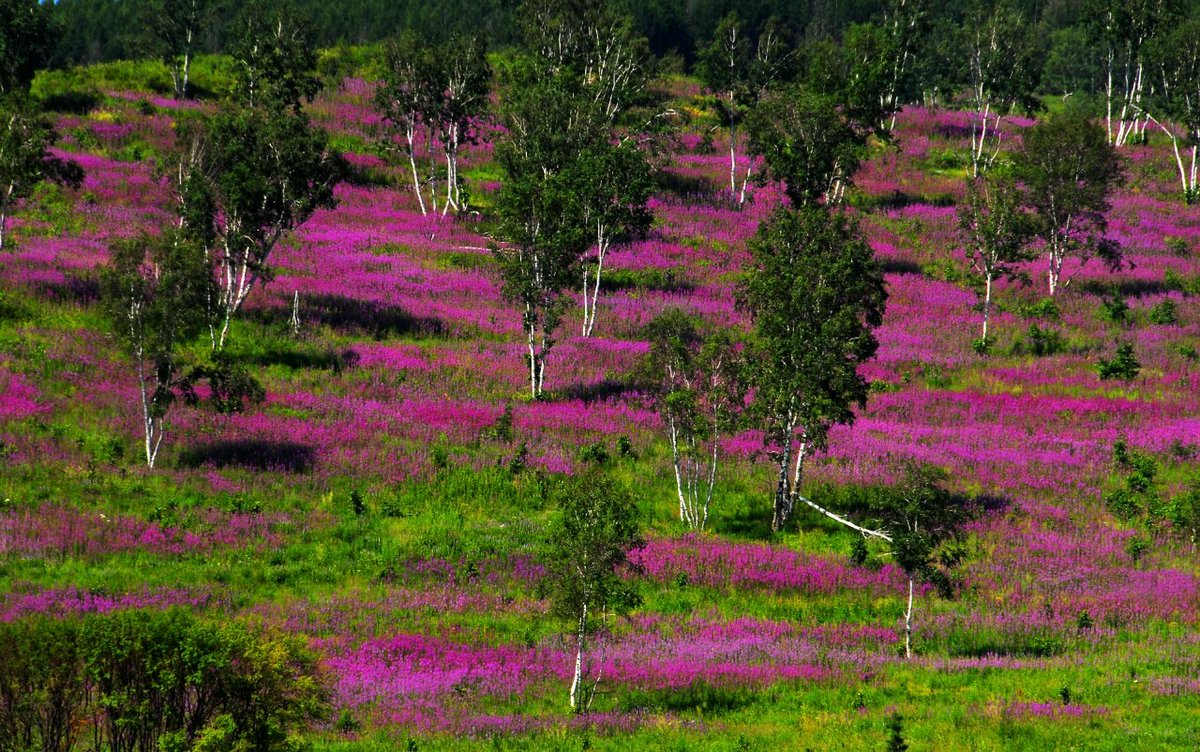 In Arxan, azaleas are the holy mother flowers, blooming in many places now around the city of Arxan in Hinggan League, where you will enjoy romantic and gorgeous sceneries at the prime time of spring.