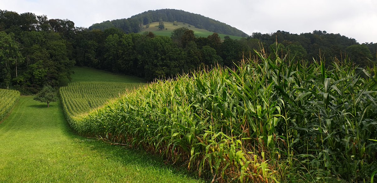 Eine neue Studie hat einen Mechanismus nachgewiesen, mit dem Maispflanzen die Aufnahme von Arsen reduzieren. Dafür verantwortlich sind Benzoxazinoide, die die Wurzeln in den Boden abgeben. pnas.org/doi/10.1073/pn… @KSchlaeppi @UniBasel Bild: Universität Basel, Veronica Caggìa