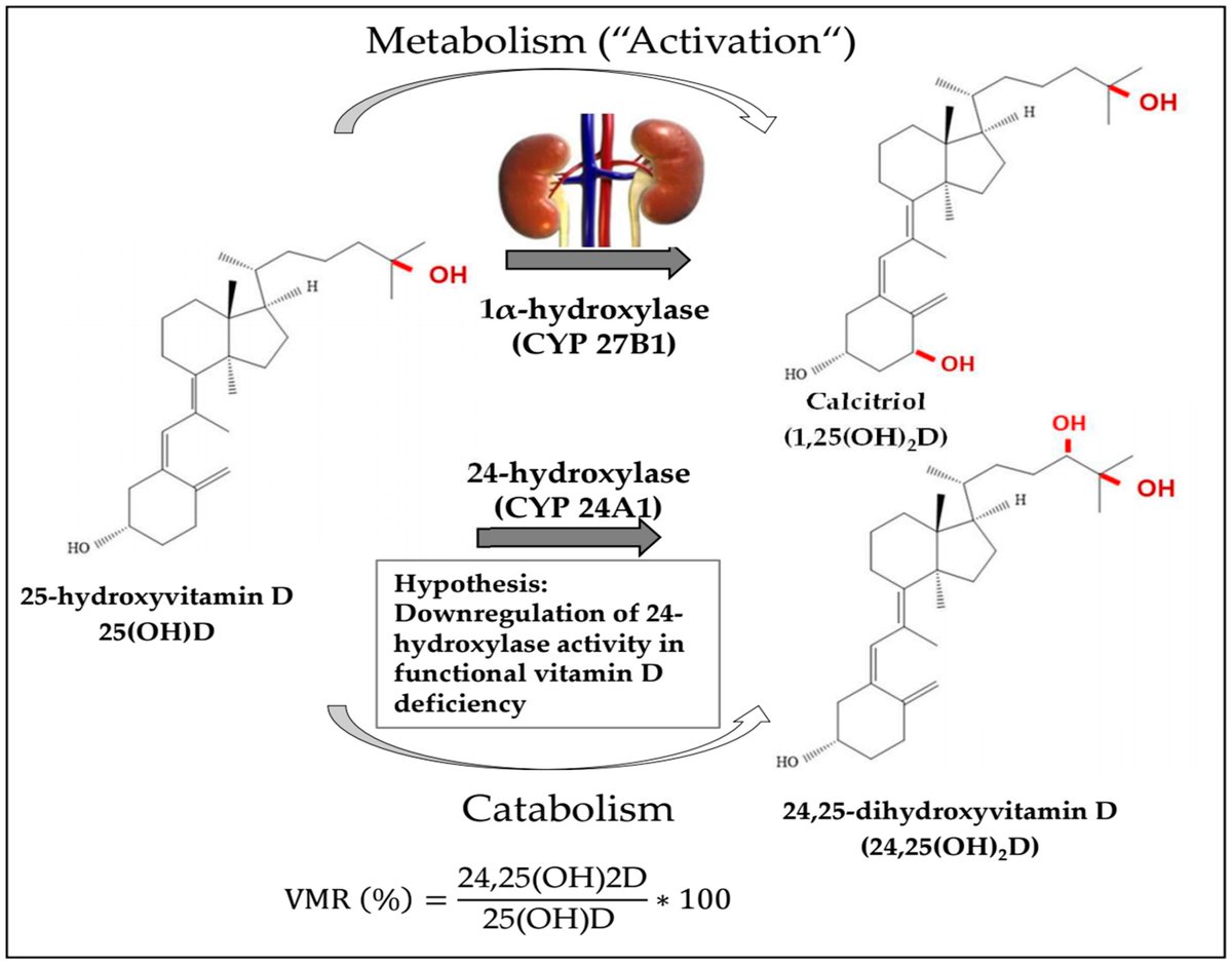 #HighlyViewedPaper
🍀Classification of #Vitamin D Status Based on Vitamin D Metabolism: A Randomized Controlled Trial in #Hypertensive Patients
✍️by Prof. Stefan Pilz et al. @MediPharma_MDPI @mjaxtens
🌟Welcome to read: mdpi.com/2072-6643/16/6…