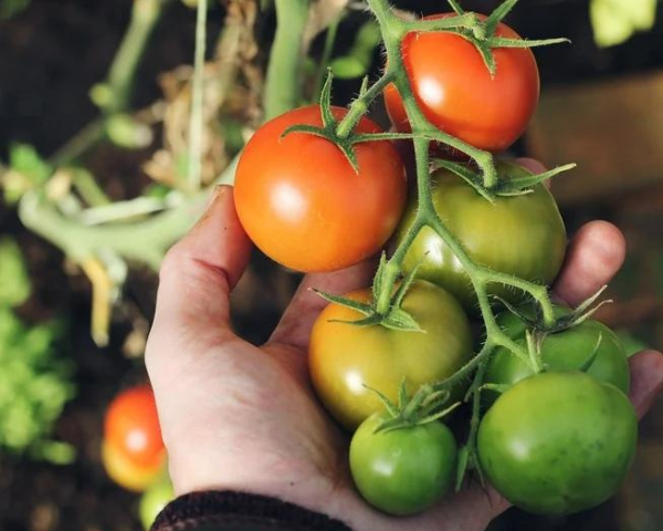 Maximizing the yield of #tomato crops means ensuring plants produce fruit for as long as possible by maintaining a delicate balance between a plant’s generative and vegetative growth hubs.ly/Q02qFJ4r0 #plantsteering #growers #agronomy