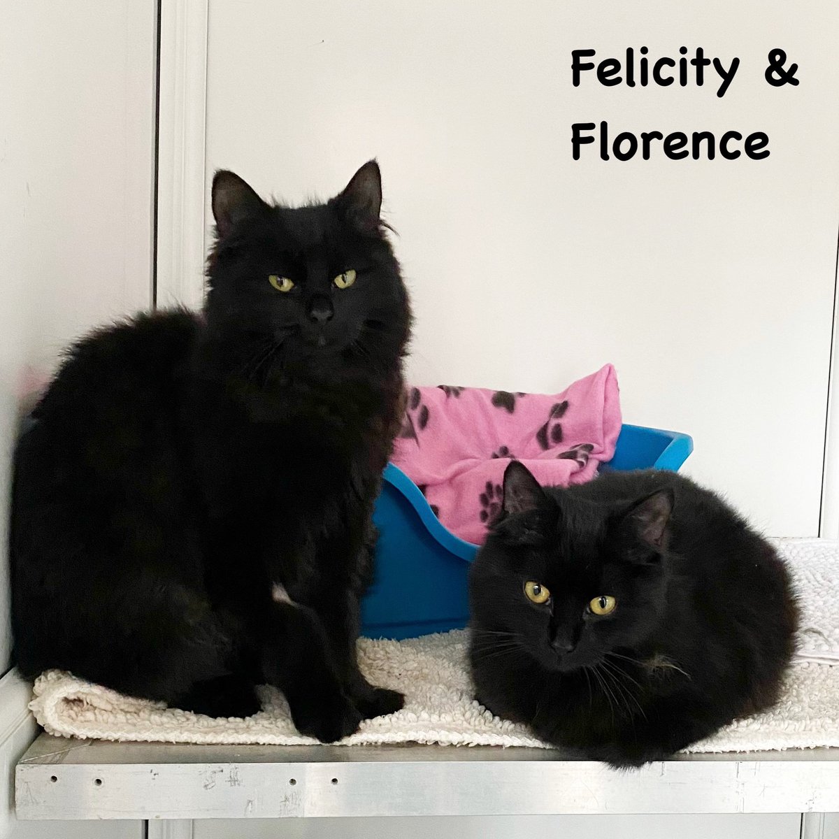 More #happyhomings news - these two cuties, Felicity and Florence, have found their new home together. Sending best wishes to them and their new family 😸 #hurrayforhomings #AdoptDontShop