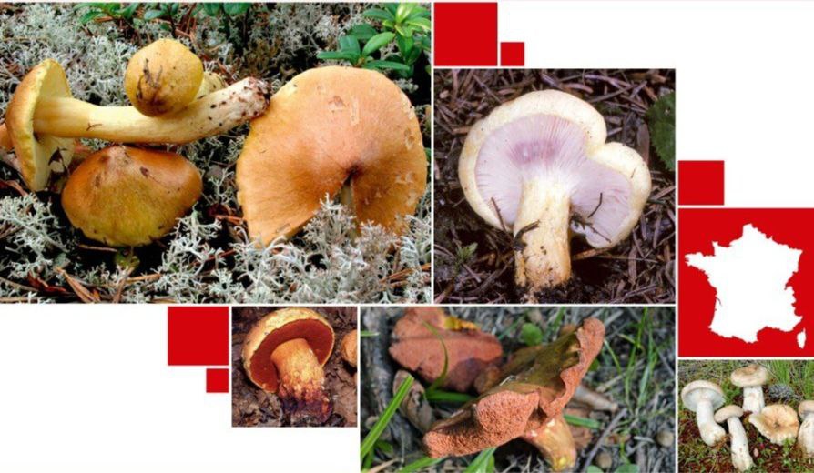 Publication de la 1ère Liste rouge des bolets, lactaires et tricholomes. La plupart des #espèces de ces #champignons forestiers vivent en symbiose avec des arbres. Les résultats : des habitats menacés et la pression croissante du changement climatique bit.ly/3vua8dk
