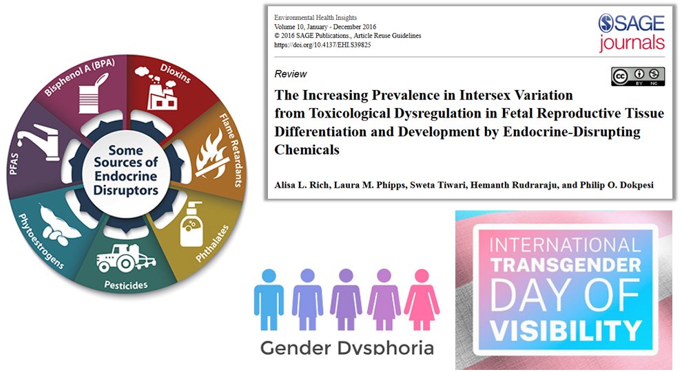 'Chemicals associated with endocrine-disrupting ability in humans include organochlorine pesticides ... phthalates, dioxins & furans. Intersex individuals may have concurrent physical disorders ... & experience gender dysphoria' #TransDayOfVisibility