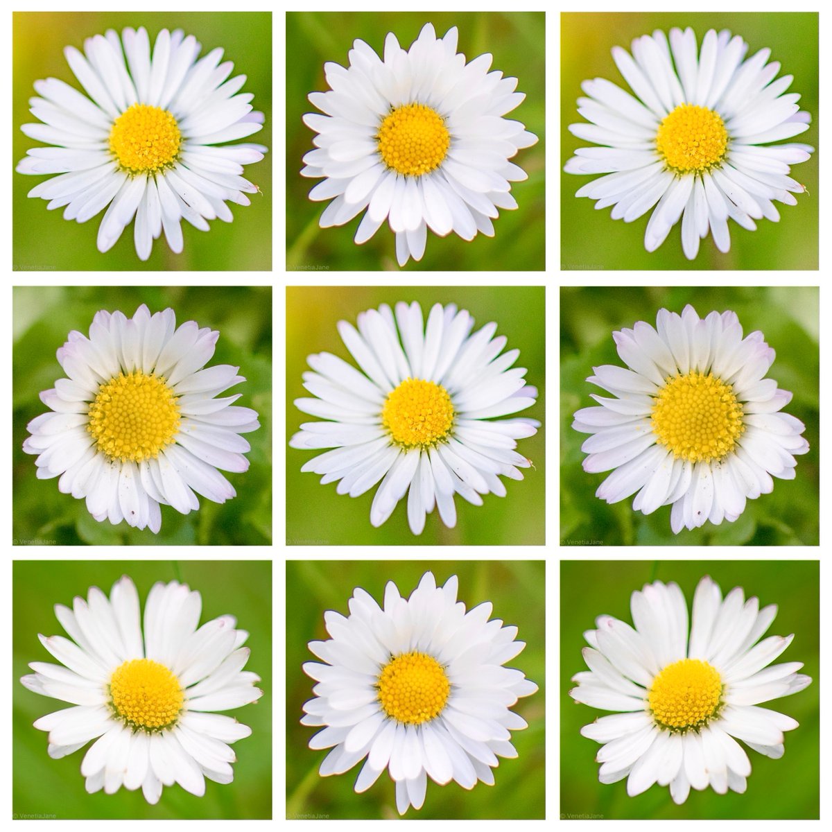 The daisy is a birth flower for those born in April. Its common name, from old English 'daeges-eage' (day's eye), references the fact it only opens its flowers during the day, and closes them at night. Its Latin name, 'Bellis perennis', means 'always beautiful'. #nature #folklore