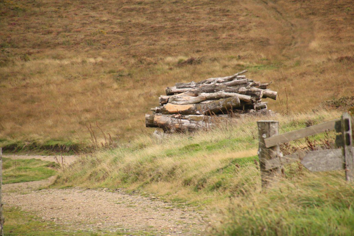 PoplarsPenny's tweet photo. @DailyPicTheme2 Good morning @DailyPicTheme2 This pile of #Logs is waiting to be moved #ExmoorNP #CountyGate https://t.co/ZhHqM964f5