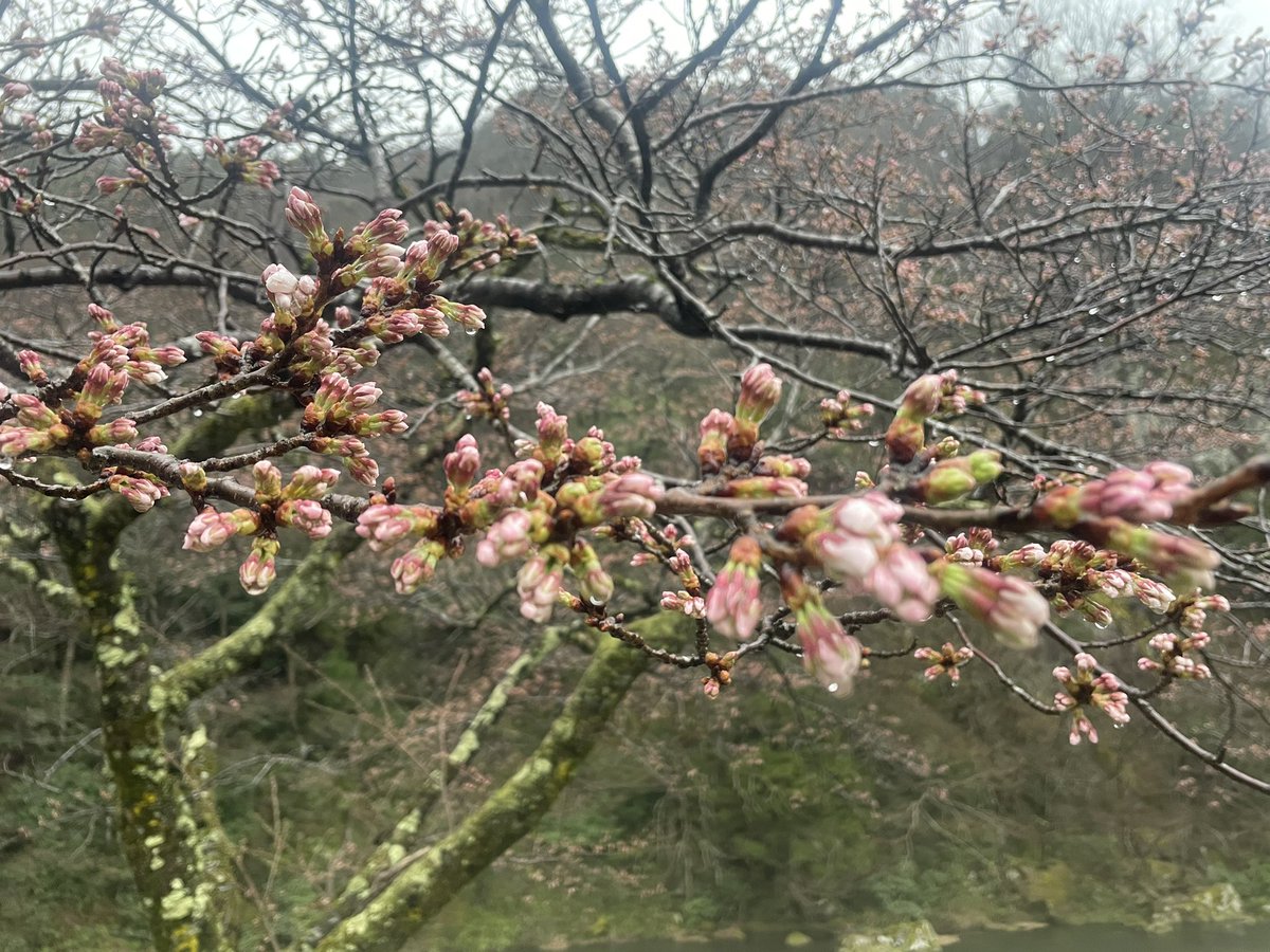 昨日はマツコさんに美作三湯も チラッと取り上げてもらいました。 移住者もいるって凄いですよね。 本日の湯原温泉は雨。 湯原温泉の桜（ソメイヨシノ）は 今週末には咲きそうな雰囲気ですって♩ #温泉むすめ　#湯原温泉　#湯原砂和　#桜