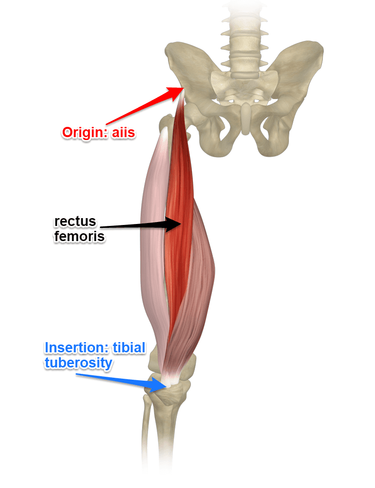 physiotutorspot's tweet photo. The answer is Rectus Femoris https://t.co/zYuNugfciM