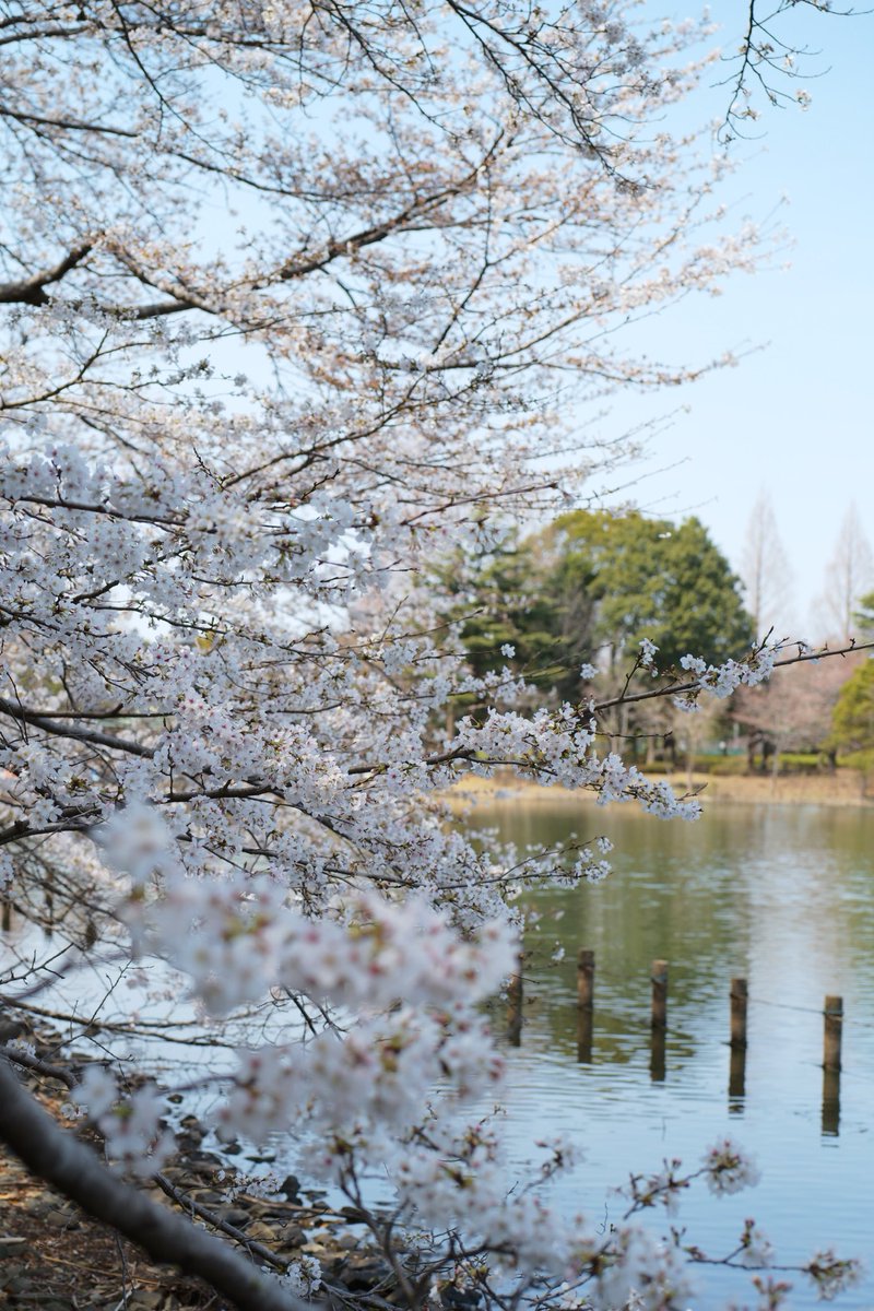 2024年4月2日撮影。 柏の葉公園のさくらばし周辺の桜の開花状況です。 7分咲きくらい？ ソメイヨシノは2分咲き程度だったので違う品種なんでしょう。 #leica #leicam10 #voigtlander #apolanthar50mmf2aspherical
