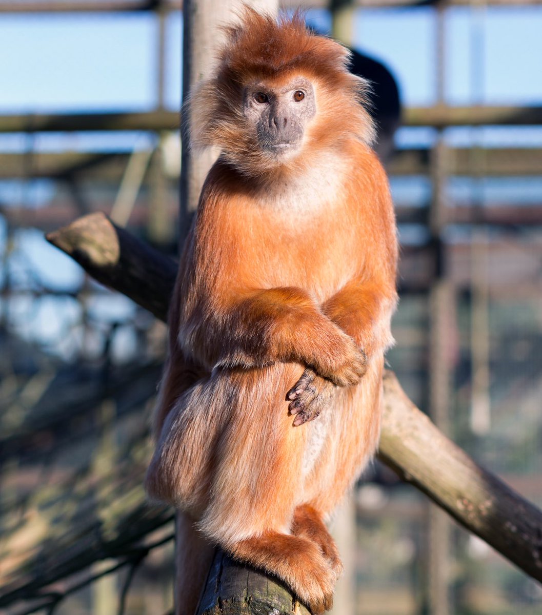 His little hands 🥹🤝 Gorgeous Wheat, waiting patiently for visitors to arrive 🧡 See you soon! monkeyhaven.org

#javanlangur #monkey #sanctuary #primates #haven