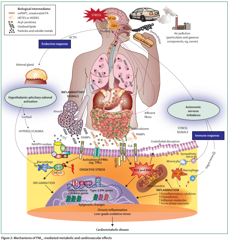 Air pollution exposure and #cardiometabolic risk thelancet.com/journals/landi… #AirPollution type 2 #diabetes #T2D