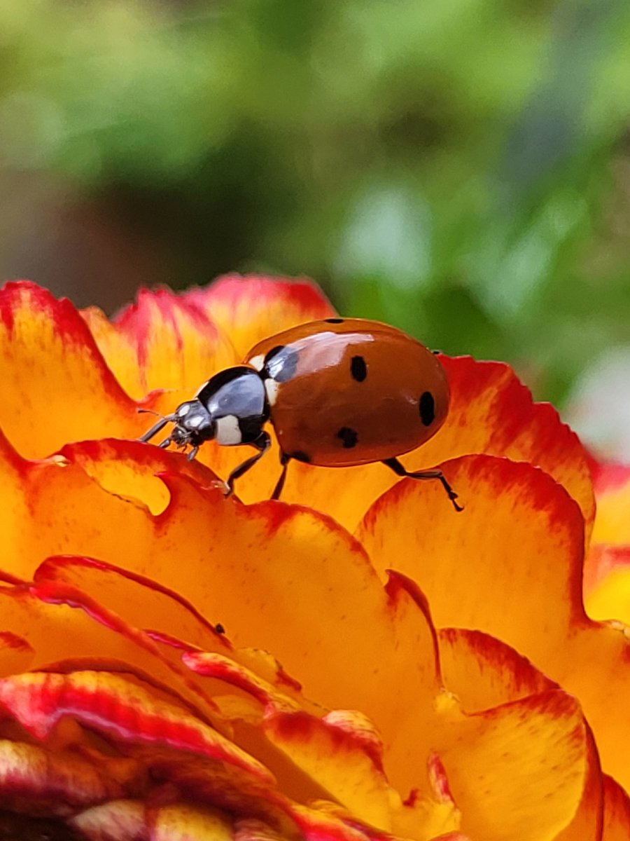 Plenty of ladybirds in the garden. I spotted 7 yesterday! How many have you seen? This one was enjoying my Favourite Ranunculus 🐞🏵🌿 #ladybird #wildlife #flowers #SpringBreak #garden #gardening