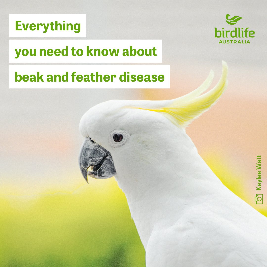 Ever seen a balding cockatoo with a deformed beak and wondered what was wrong? It likely had a highly contagious disease called psittacine beak and feather disease (PBFD). Learn more, including how to help prevent the spread of disease here: birdlife.org.au/news/what-is-b…