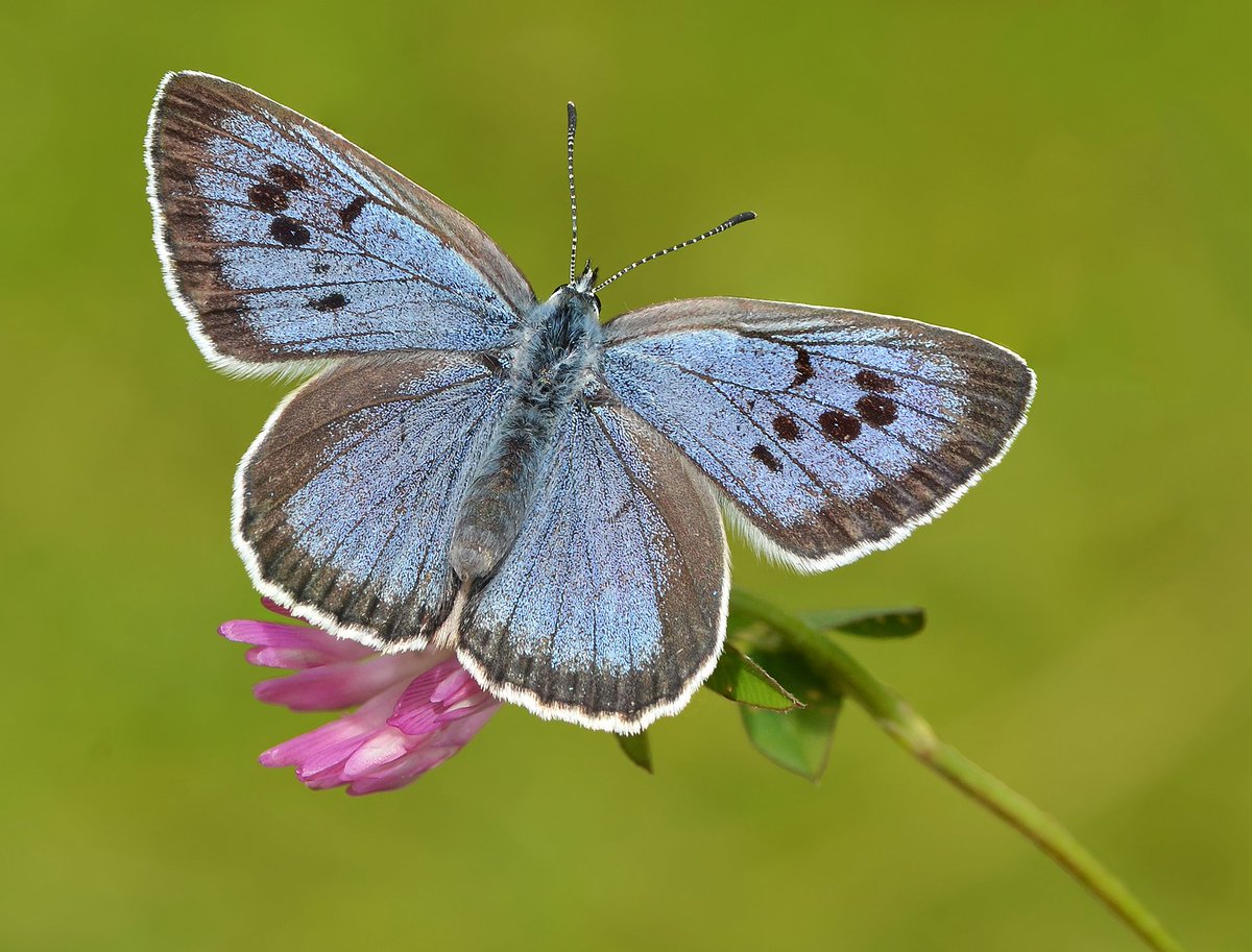 The latest results from the annual UK Butterfly Monitoring Scheme (@UKBMSLive) show that 2023 was a mixed picture for butterflies 🦋 Half the 58 species had a better than average year while the other half were below average at monitored sites. (1/6) 📷: Pete Withers