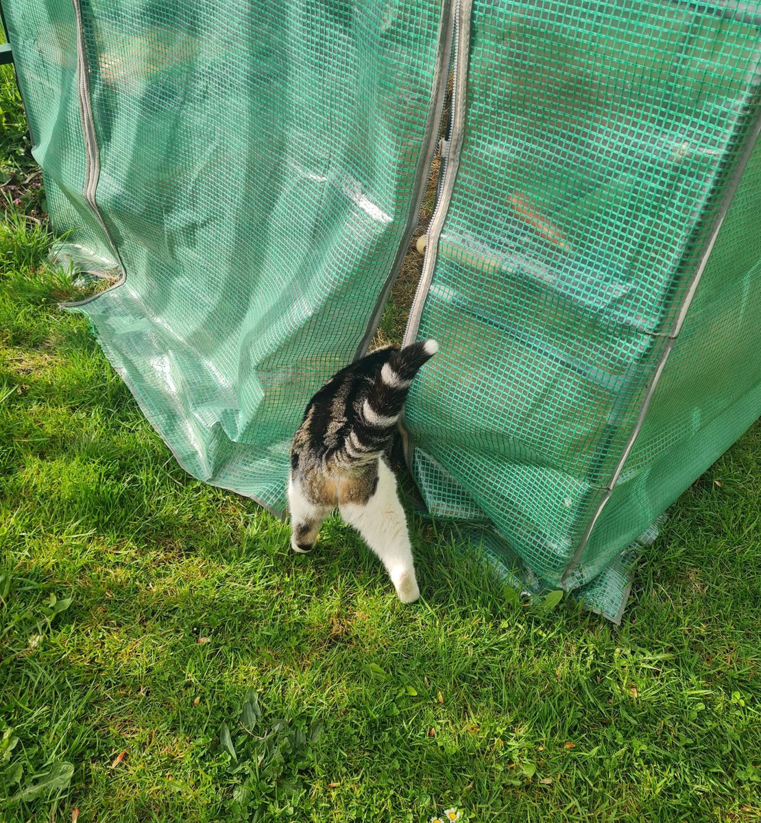 Someone is here sorting out gardening stuff. I’m being helpful. I’ve sat on the gloves so they couldn’t find them, rolled about on the compost & had a fight with a packet of seeds. Just giving the greenhouse a snifferoo. Gardening is my forte! #catsoftwitter #cats #Hedgewatch