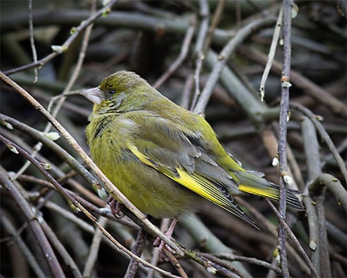 Listener Sandra Macken captured this wonderful picture of a Greenfinch in Downs Mullingar, County Westmeath.