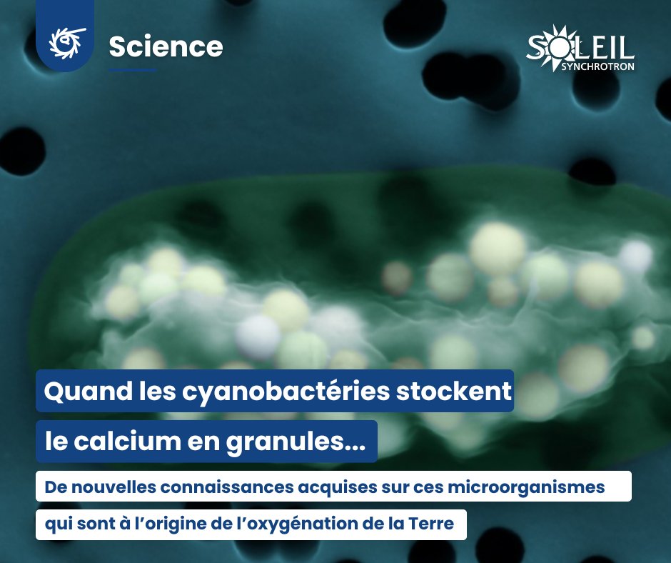 #Actu | #biologie 🦠 « Sur #LUCIA_Beamline, exploration atomique de précipités calcaires à l’intérieur de bactéries » 👉synchrotron-soleil.fr/fr/actualites/… @ISTerre_fr #IMPMC