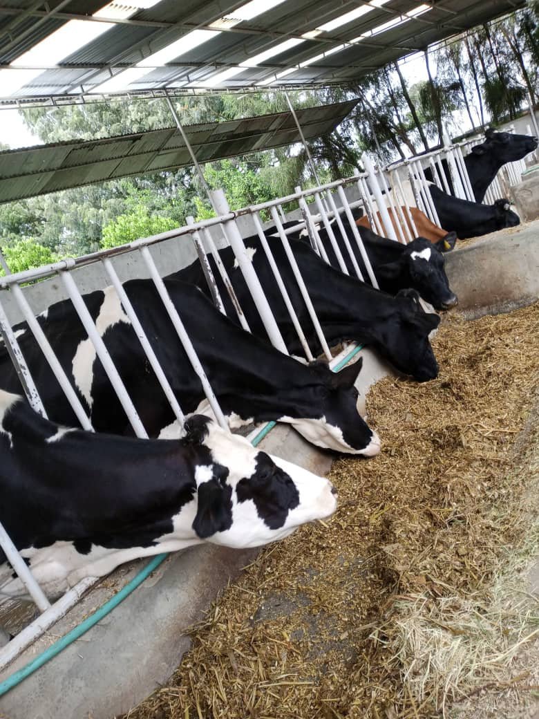 Lee_Fabricee's tweet image. THE POWER OF TECHNOLOGY USED IN AGRICULTURE:
#Technology in agricultural development is undeniable, both in Africa and around the world. #ModernTechnology, such as drones, precision agriculture, and digital information systems, has revolutionized the way #Farmers work.