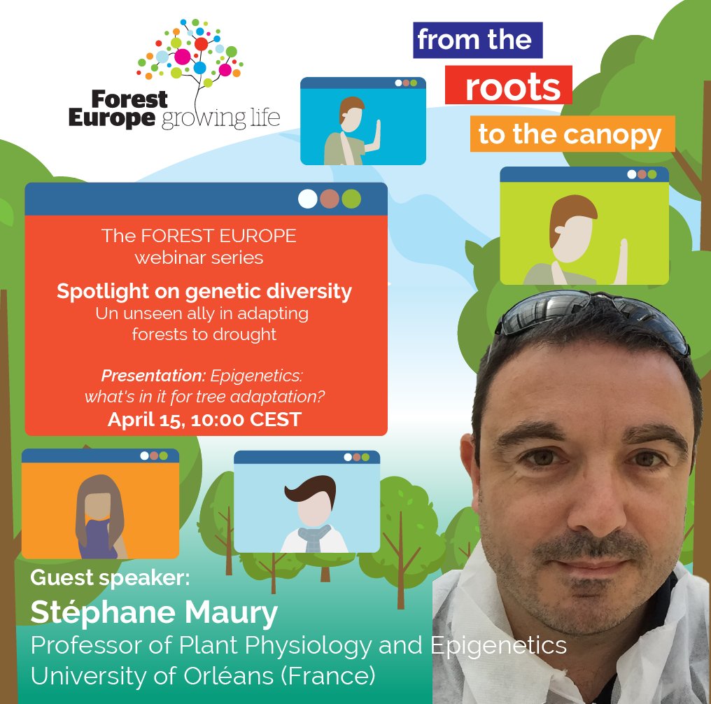 🌳 Meet our speakers! 👨🏻‍🏫 @stephane_maury is a driving force in understanding the evolutionary and functional impact of epigenetic variation in forest #trees. Listen to his presentation “Epigenetics: what's in it for tree adaptation?” during our webinar ➡️ youtube.com/foresteurope/l…