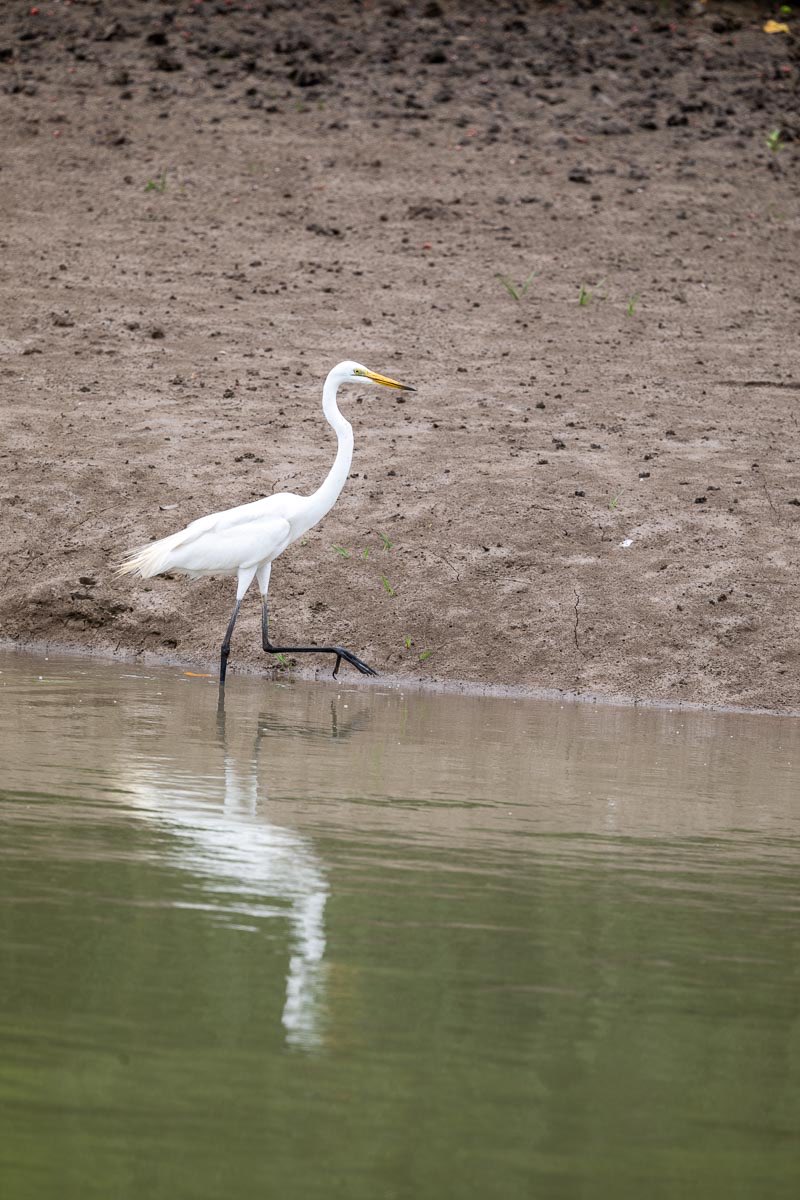 Spotting the many species of birds from the deck of our ⁦<a href="/AntaraCruises/">Antara Luxury River Cruises</a>⁩ catamaran is such a thrill. From the rare Ruddy Kingfisher to the beautiful Painted Storks standing in the trees. And I am not even a #twitcher ! ⁦<a href="/TravWriters/">BGTW</a>⁩