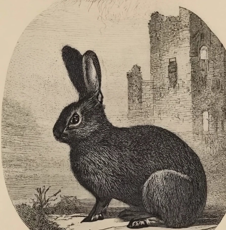 THE BLACK RABBIT OF INTENSE GLOOM- 4 curious etchings from the early 1800s showing a fixation with anatomically unwieldy rabbits posed in front of fog shrouded castle ruin