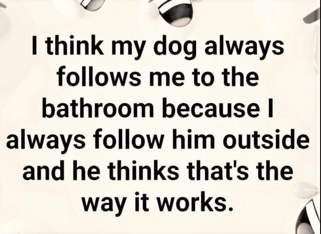 Boxer Stella (RIP Sacha) (@boxer_sacha) on Twitter photo 