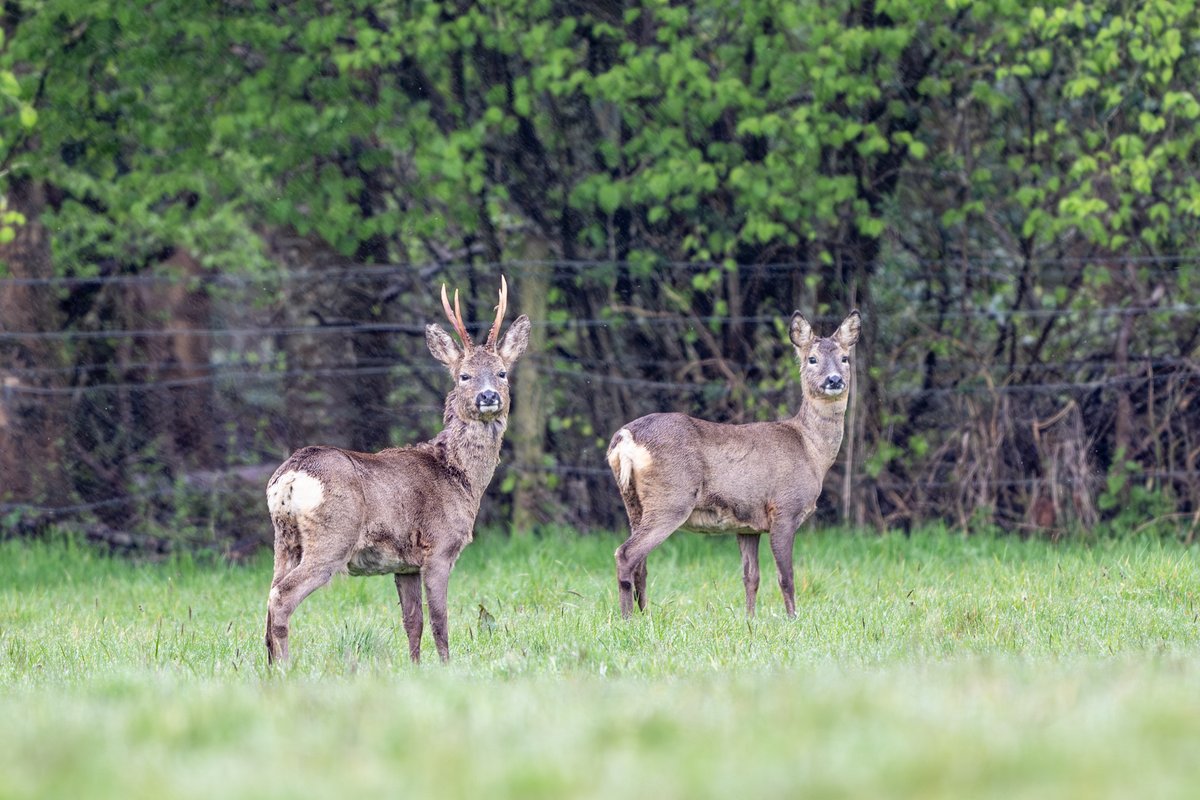 Away from the flooded part of Testwood Lakes, some deer in the early gloom @AlexisGreenTV @BBCSouthWeather #NewForest