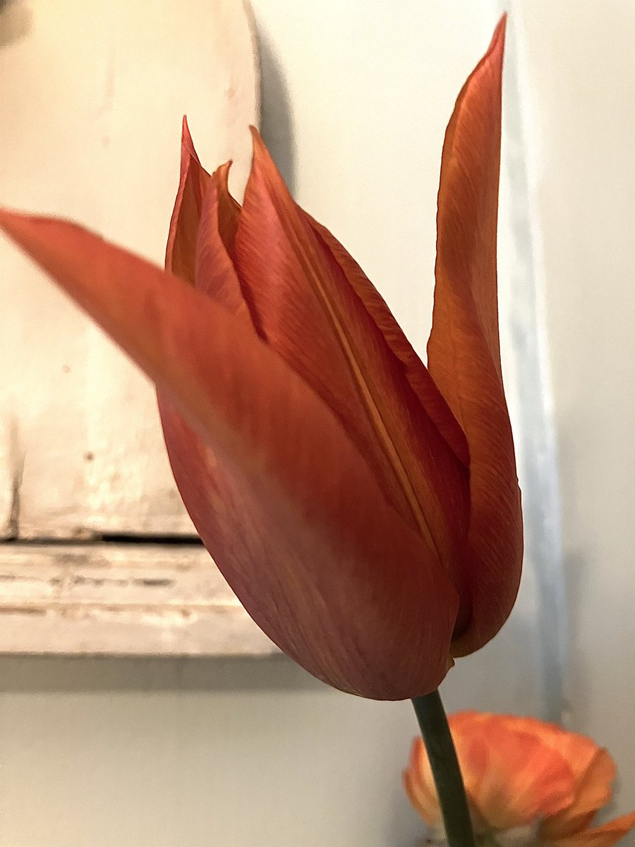 An April tulip for you. This one is called Cairo. I love orange as some of you will have guessed.
