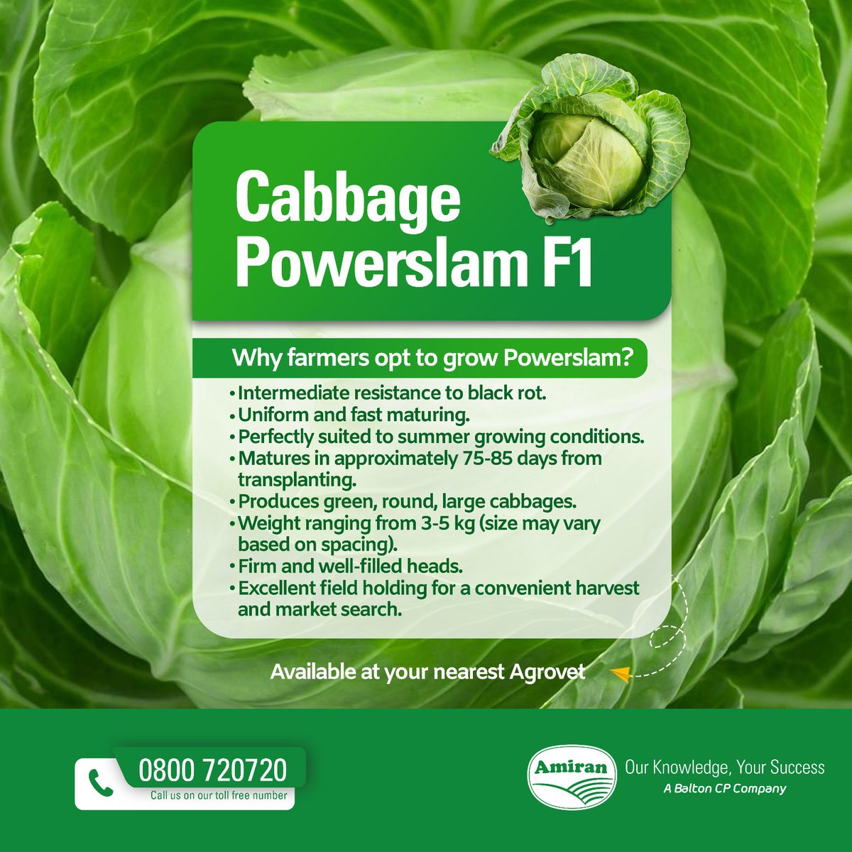POWERSLAM F1 RESTOCKED !! Powerslam F1 hybrid cabbage variety has resistance to black making it highly suitable for growing conditions in #Kenya Here's why new and established farmers are growing Powerslam F1: Ready to try Powerslam F1? Call us for free on 0800720720 to order.