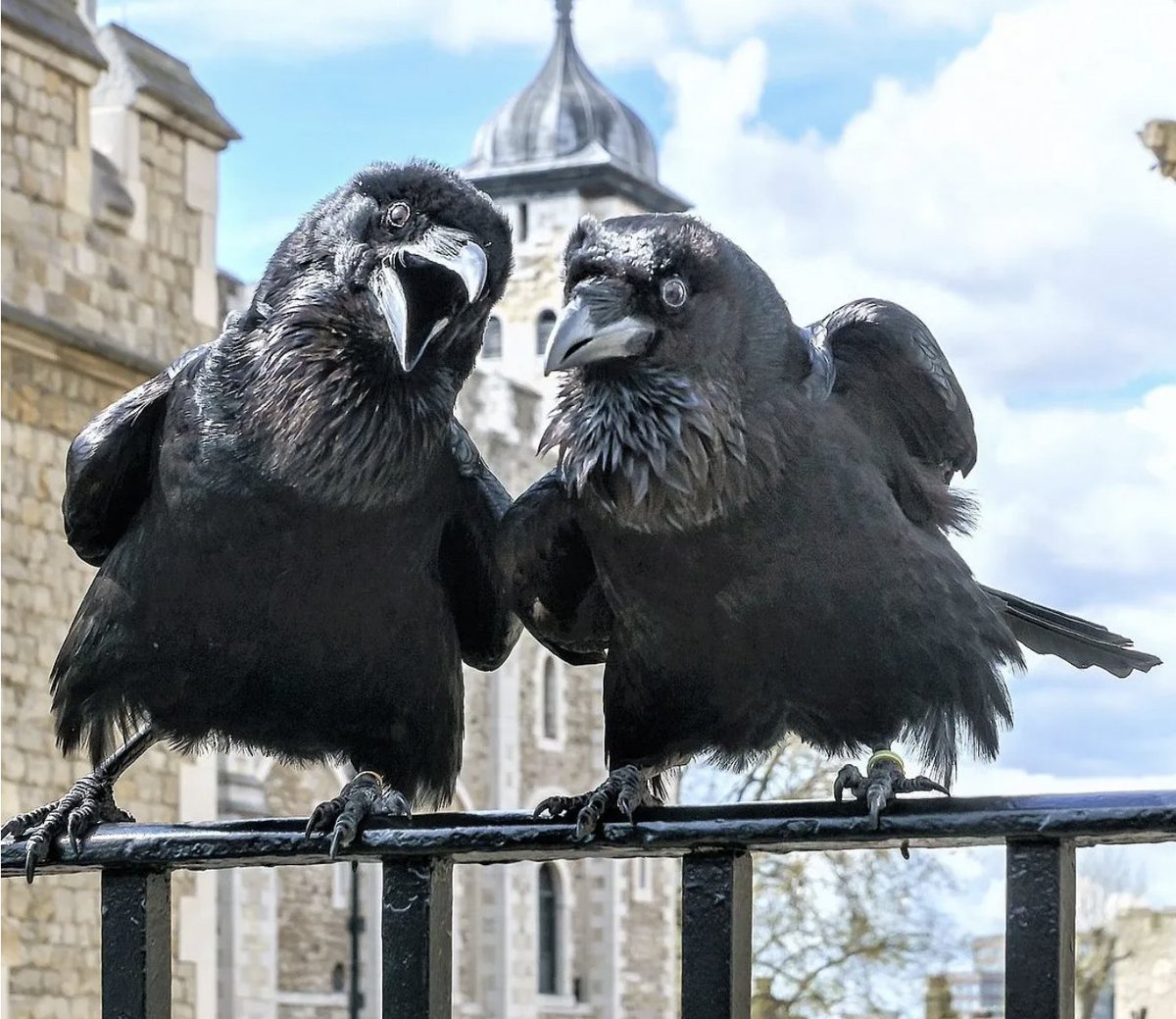 The legend of the ravens at the Tower of London is probably younger than some of the people reading this sentence... we dig into its origins in this week's Londonist: Time Machine londonist.substack.com/p/the-tower-of…