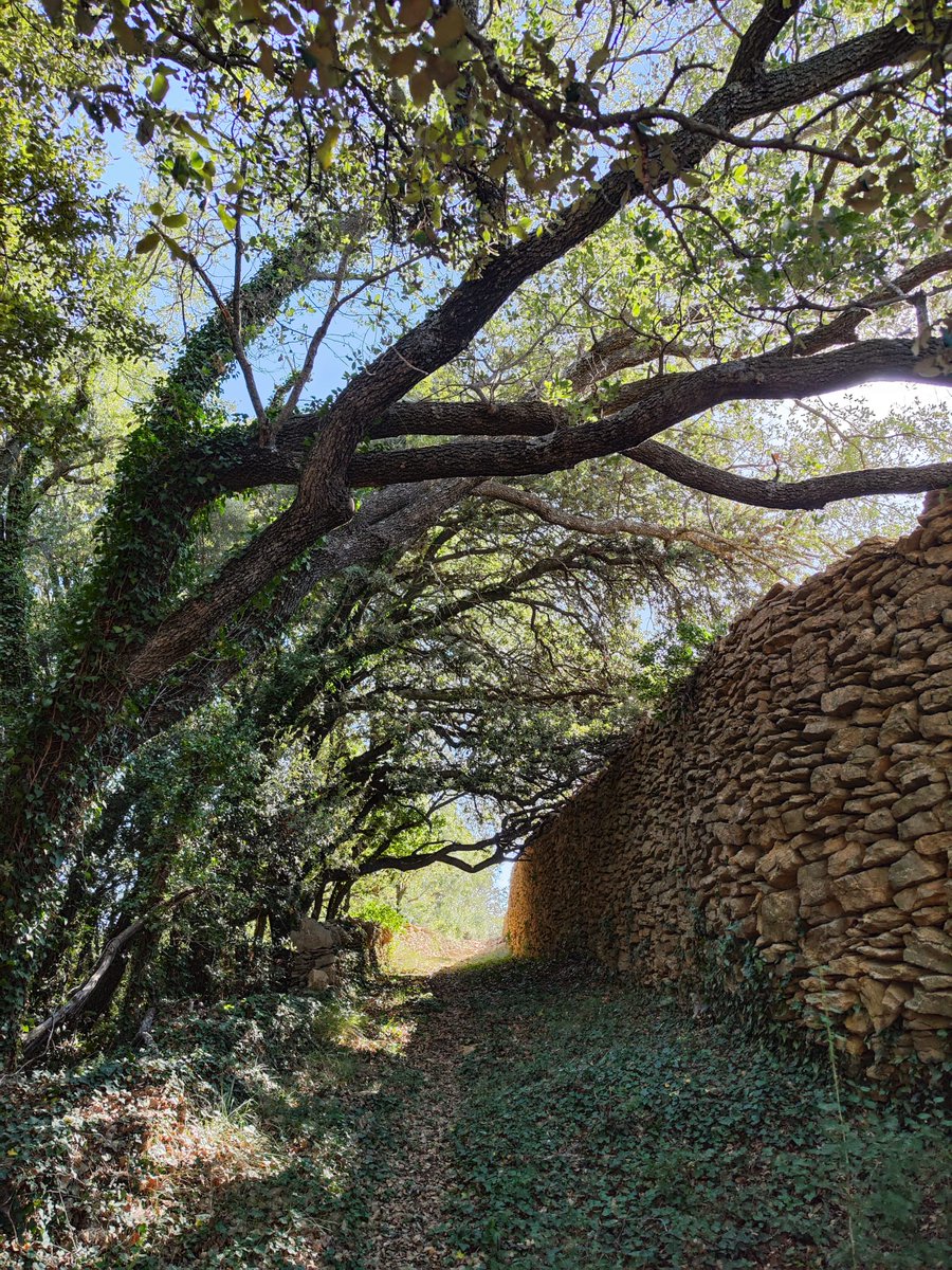 Recorriendo las sendas de #Benassal, os encontraréis con muchas construcciones de #piedraseca, como caminos azagadores, refugios y bancales, que muestran el gran trabajo hecho por nuestros antepasados.
La piedra seca es Patrimonio de la Humanidad. ¡Descubridla en Benassal!