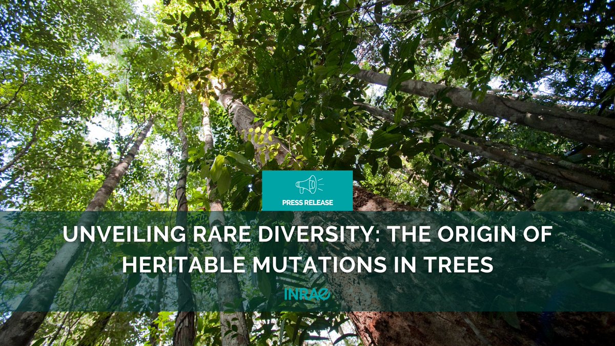 #PR_INRAE What is the origin of genetic diversity in plants🌳🌴? Scientists have used the French Guiana forest as the setting for their research, leading to a series of discoveries on this fundamental question in biology. 👉url.inrae.fr/4aePJri