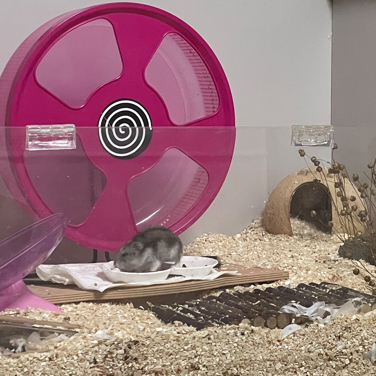 편식 심해서 우유도 안 먹을 줄 알았는데 잘 먹음

우유 그릇 비었다고 빤히 쳐다보며 눈치주는거 너무 웃김