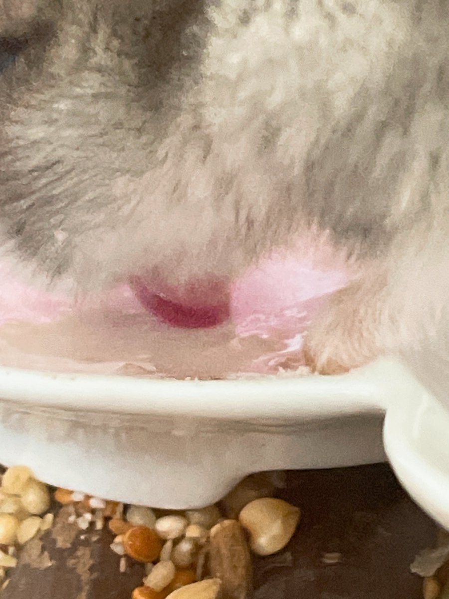 우유마시는 햄스터의 혀.
트친비로 납부합니다