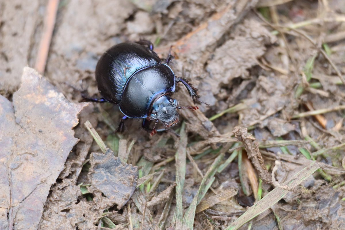A few highlights from <a href="/Natures_Voice/">RSPB</a> Nagshead: Hawfinch, vole and dung beetle.