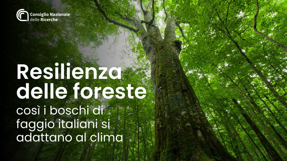Resilienza delle #foreste: così i boschi di faggio italiani si adattano e resistono agli effetti del #cambiamentoclimatico Con quali strategie le piante conservano l’acqua e reagiscono alla siccità? 👉cnr.it/it/comunicato-… #Cnr_Ibe @isafomcnr @unicampania @unibz_news @MC_Carro