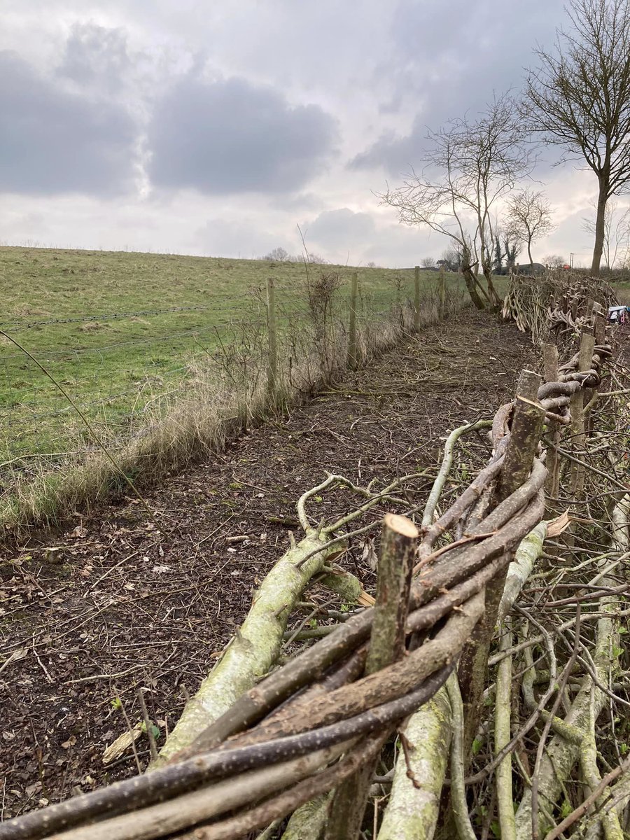 The hedgelaying team at The Clumps ' were joined by the Thursday volunteer crew to help deal with all the brash being created from the work. Time for a spot of 'dead hedge' tramping down, and a new log house for the local hedgehogs incorporated too.🦔 Great work everyone!👏