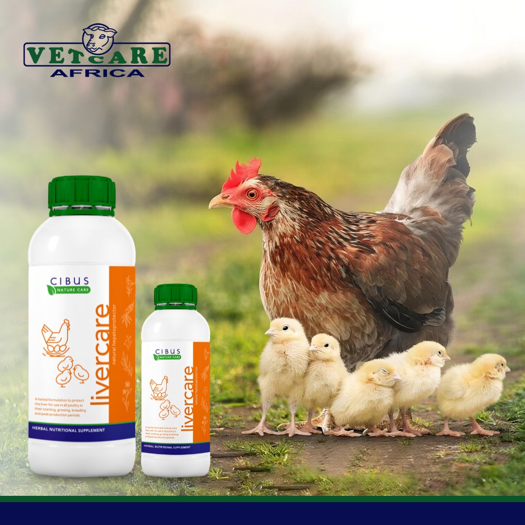 LIVERCARE is a natural herbal liver tonic that combines synergistic phytochemicals. 

#PoultryCare #livercare #liverprotection #HealthyFlock #OptimalPerformance #vetcareafrica #cibusanimalnutrition #animalhealth #happyfarmers #kenyanfarmers #animalhealthcare #animalnutrition